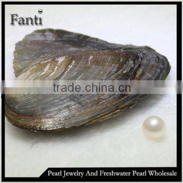 Company shopping malls promotional gifts items freshwater mussel with a pearl                        
                                                Quality Choice