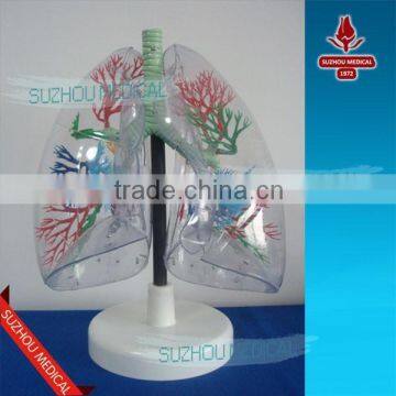 Transparent lung model