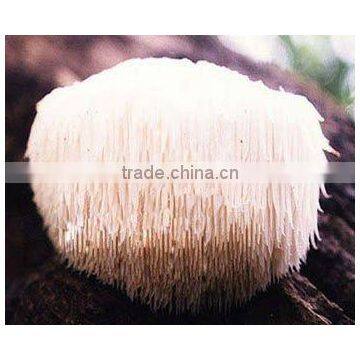 Best Quality for Monkey Head Mushroom Extract Polysaccharides 20%