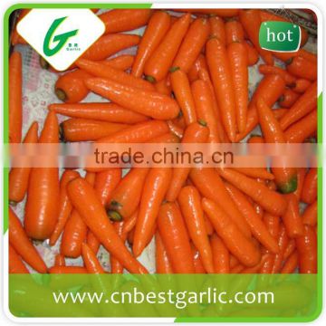 Hydroponic system fresh carrots