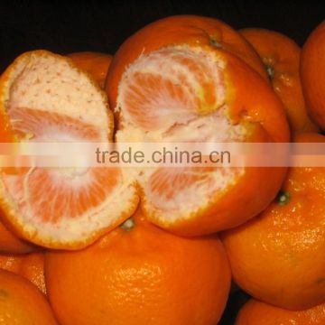 Mandarin Orange Fresh Fruit for Bangladesh Market