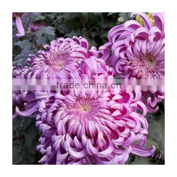 High Quality Chrysanthemum Seeds for sowing