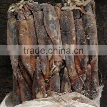Frozen Illex Squid for Bait photo-4