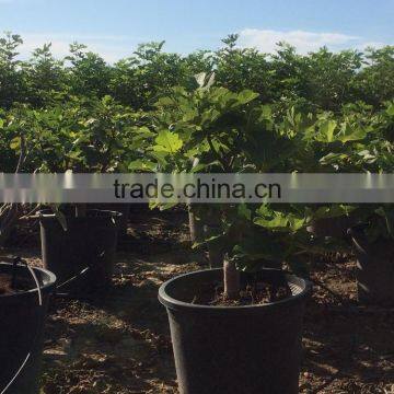 Ficus Carica