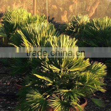 CHAMAEROPS HUMILIS VULCANO PALM TREE photo-2