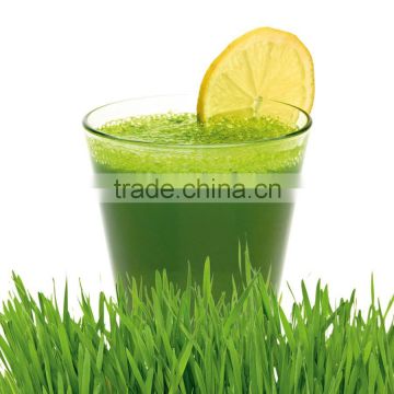 Organic Certifierd Wheat Grass Powder For Sales