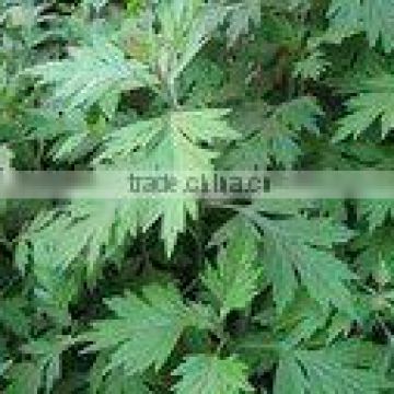 100% pure natural argy wormwood leaf herbal oil