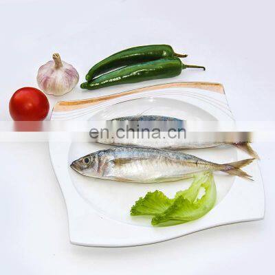 frozen horse mackerel fish frozen horse mackerel 20kg box