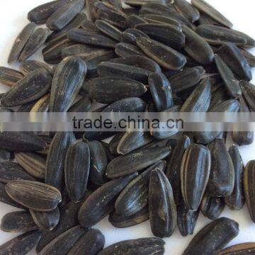 Long type big and black sunflower seeds