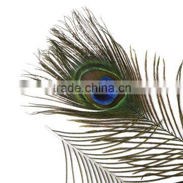 Natural Artificial Hobby Lobby Peacock Feathers