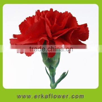 Fresh Cut spray carnation High Quality Flower