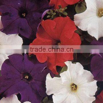 Common Petunia, Petumia, flower seeds , herb seed,vegetalbe seed,fruit seed,grass seed