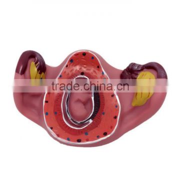 Fetal pregnancy development process model pregnancy fetal model pregnancy fetal toy can be customized