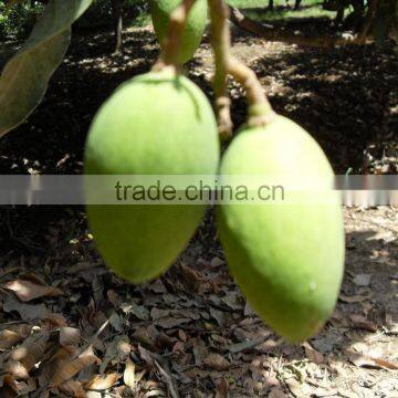 Fresh Mango Chaunsa ( Green, Firm, Fresh)