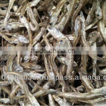 Dried Anchovy or Anchovies r Sprat