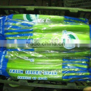 2015 New crop fresh celery (china)