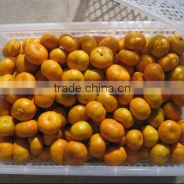 organc nanfeng baby mandarin---huge demand