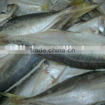 Best selling horse mackerel Fish high quality