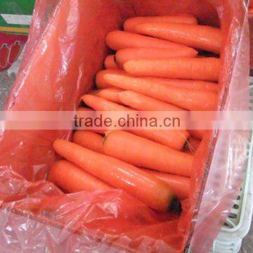 2012 new crop fresh carrot
