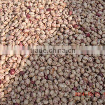 2015 new speckled kidney beans with good quality