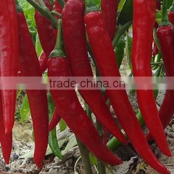 Hybrid F1 green red chilli pepper seeds for sale-Xiang La No.2