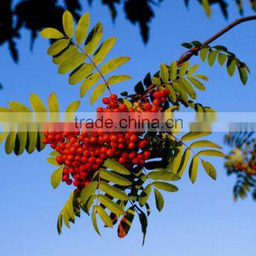 China wild dried mountain ash/rowan (Sorbus pohuashanensis)