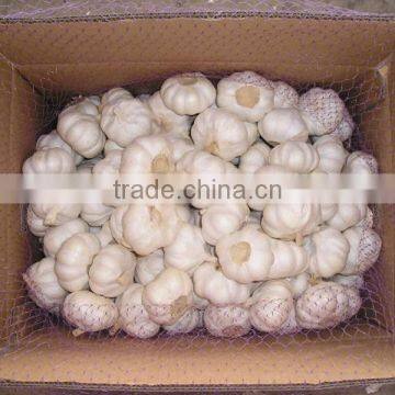 No Root/Clean Skin Wholesale Chinese Garlic photo-2