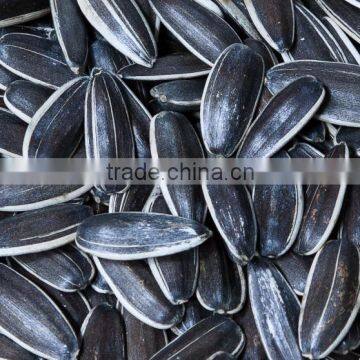 Wholesale New Crop Hybrid Sunflower Seeds Price