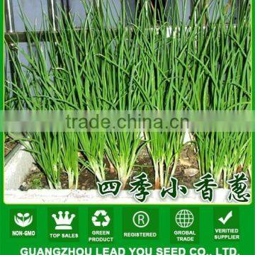 NSH01 Kilu Vegetable scallion seeds producer, name of seeds