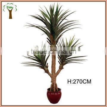 large octobus dracaena tree for landscape decoration