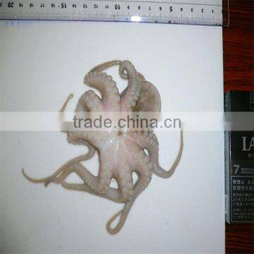 cooked whole frozen baby octopus china