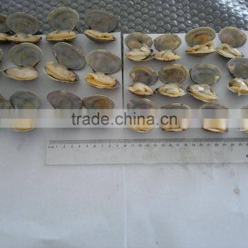 High Quality Hot Sales Rozen Vacuum Packed Cooked Short Necked Clam photo-4