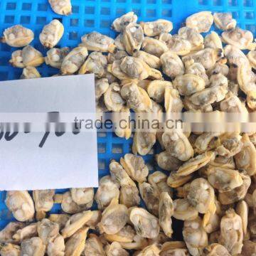 High Quality Frozen Baby Clam Meat Export Levels Quality photo-4