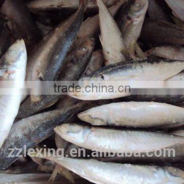 BQF WHOLE ROUND FROZEN HORSE MACKEREL FISH photo-4