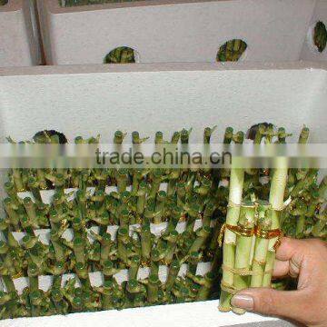 Lucky Bamboo Dracaena Sanderiana Wholesale Mini Plant photo-3