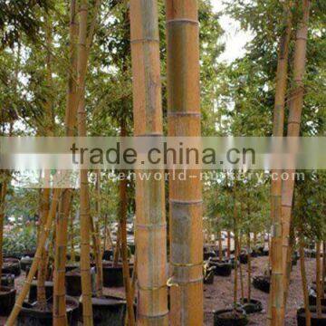 Phyllostachys aurea bamboo plants