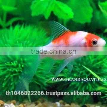 Comet Fish Farm For Sale and Export photo-3