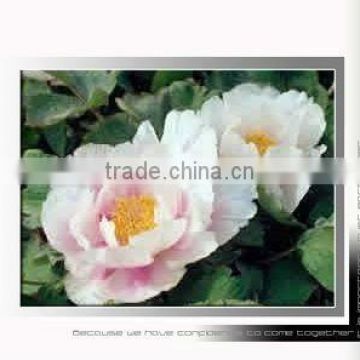 Tree Peony Plant Root Huang Hua Kui 3 years old pink flower