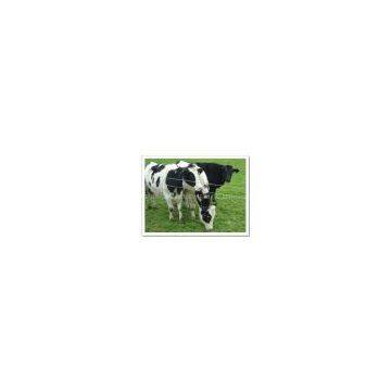 Cattle Fence / Cattle Fence / Farm Fence / Animal Fence HOT / Animal Fence HOT