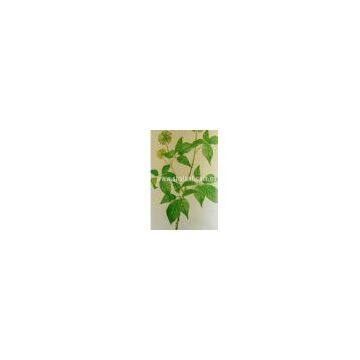 Siberian Ginseng P.E.