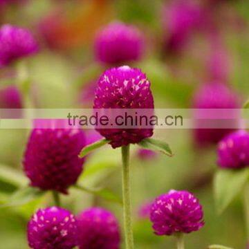 Fashionable promotional export fresh gomphrena globosa