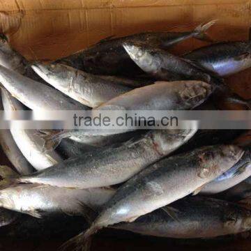 frozen pacific mackerel mackerel 300-500g