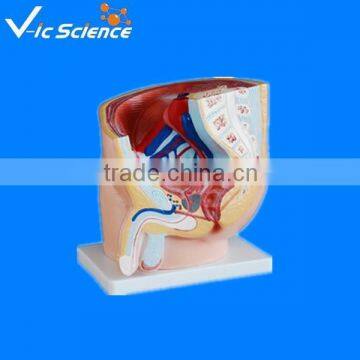 Men Sagittal anatomy model for educationsl teaching