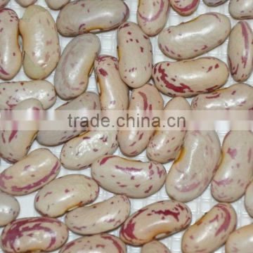 Dried Light speckled kidney bean