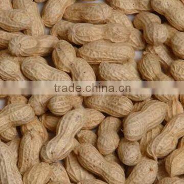 Peanut Kernel Wholesales Price photo-5