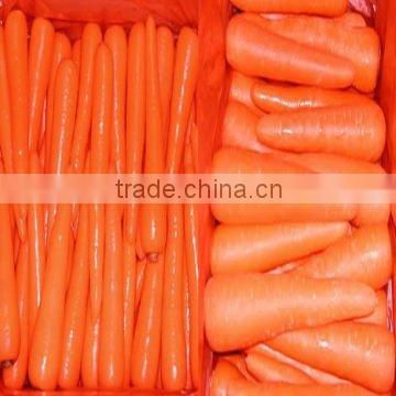 jumbo Carrot Fresh supplier