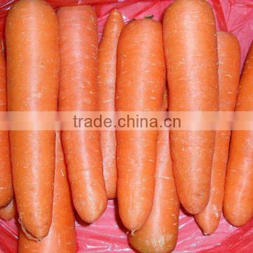 Crop 2014 Chinese Red Fresh Carrot wholesale