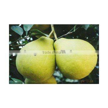 2015 Fresh high quality honey pomelo