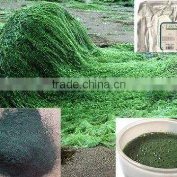Spirulina Dried Powder