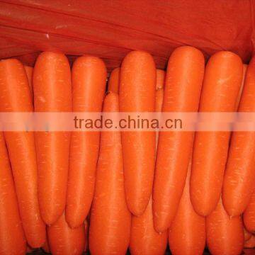 Fresh Carrot